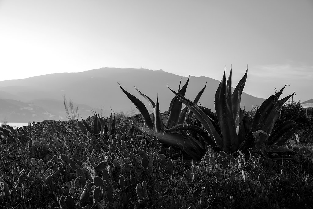 CACTUS-0760-photo-BrunoMetra.jpg